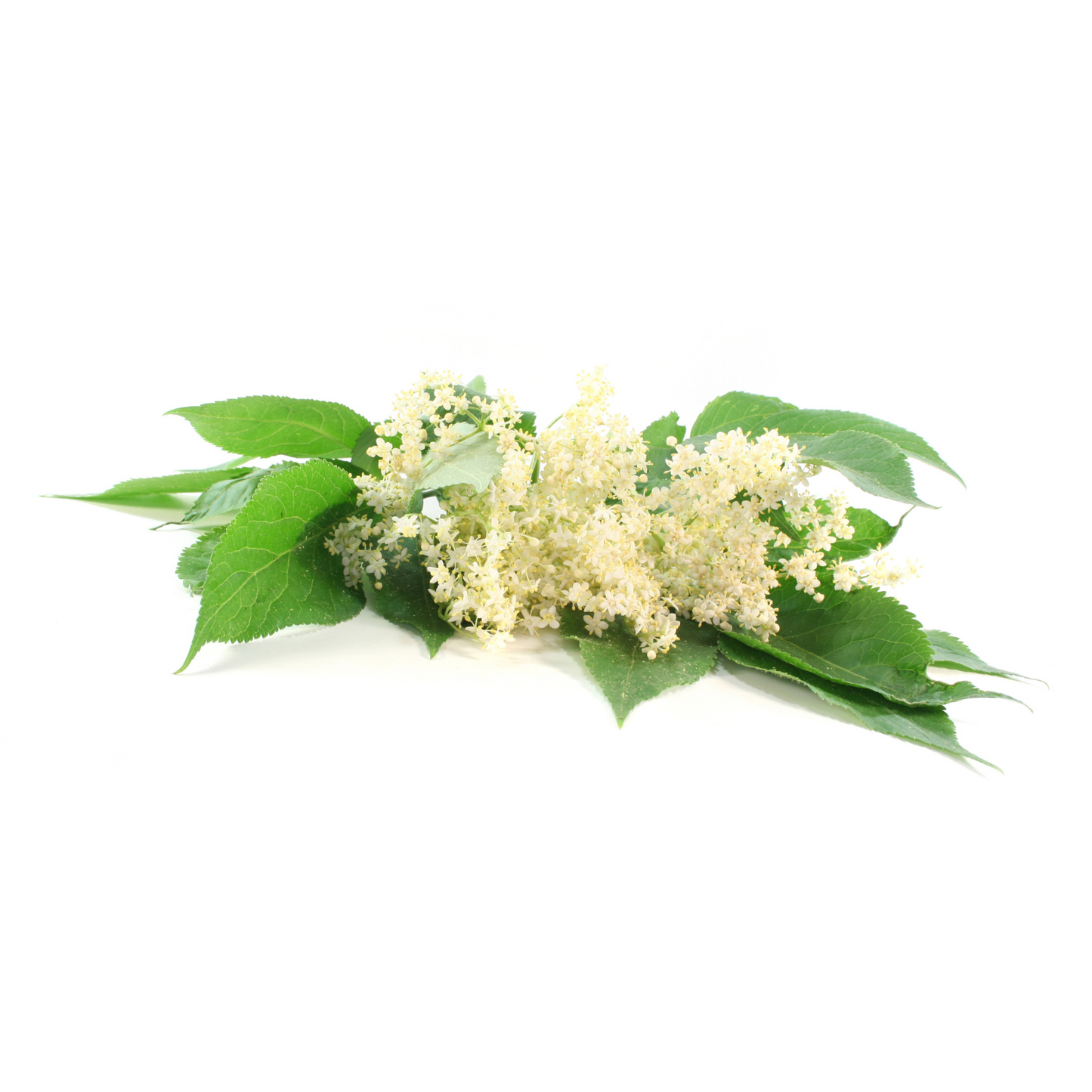 Fläderblommor, 20st tepåsar