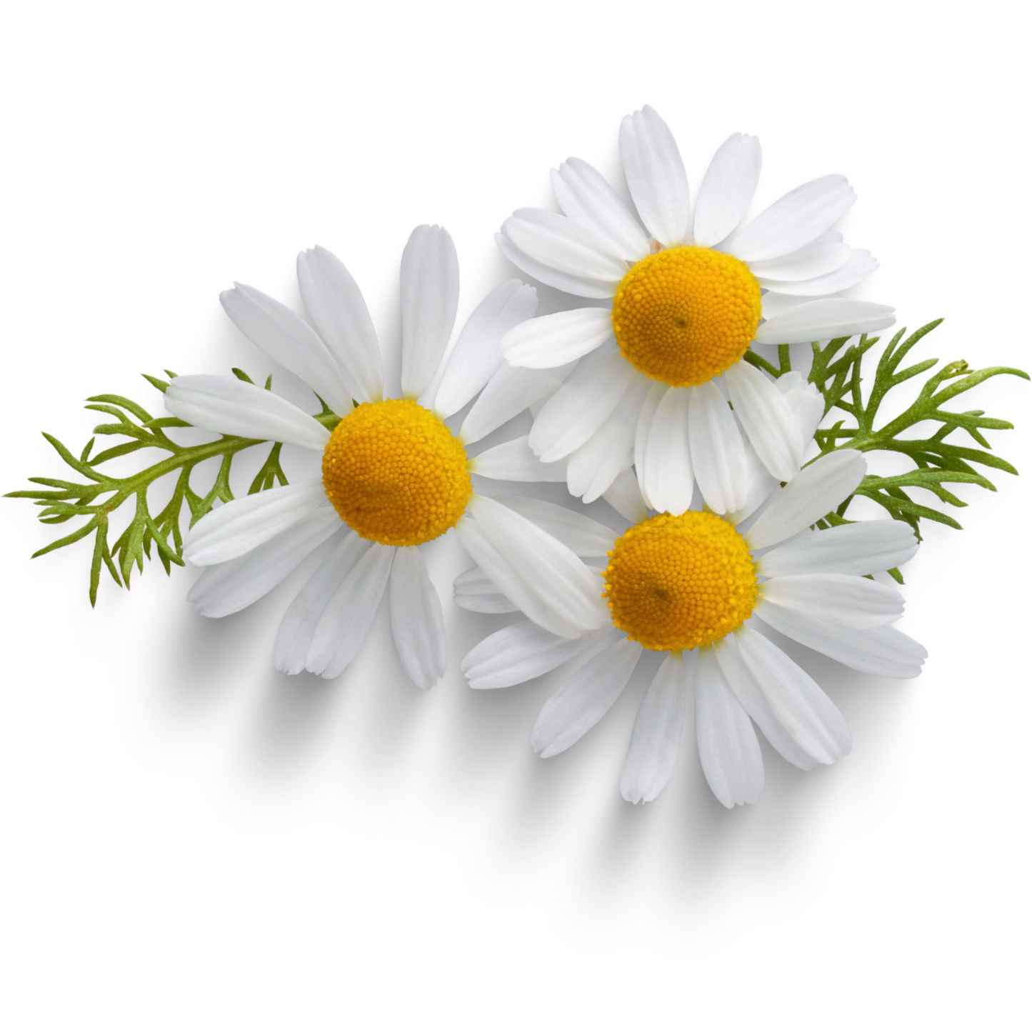 Kamomillblommor, 20st tepåsar