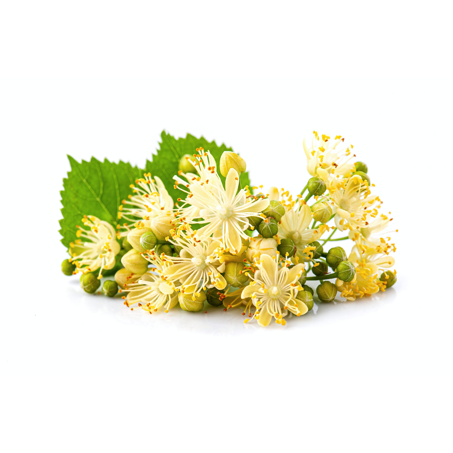 Lindblommor, 20st tepåsar