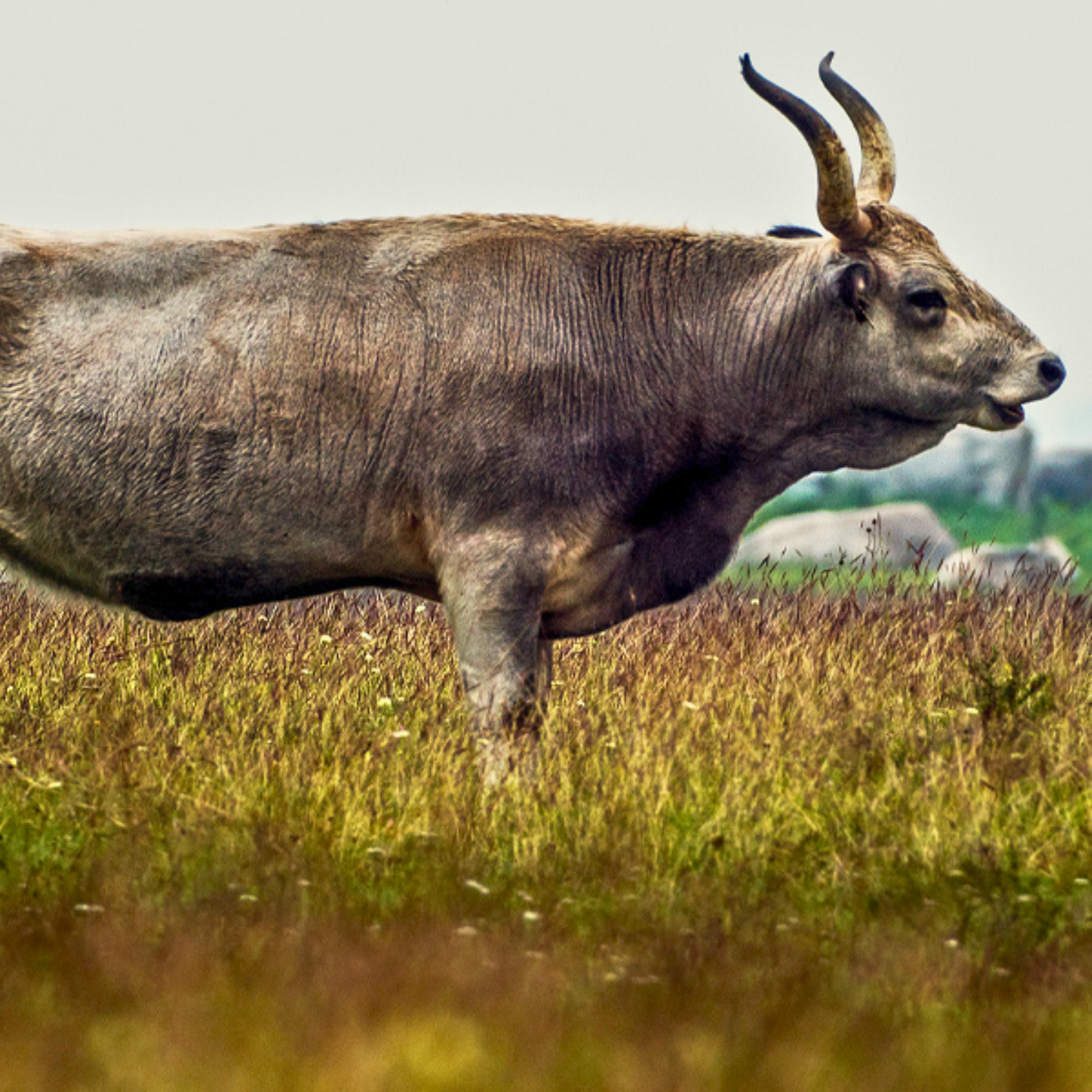 Szürkemarha kolbász, kb. 300g