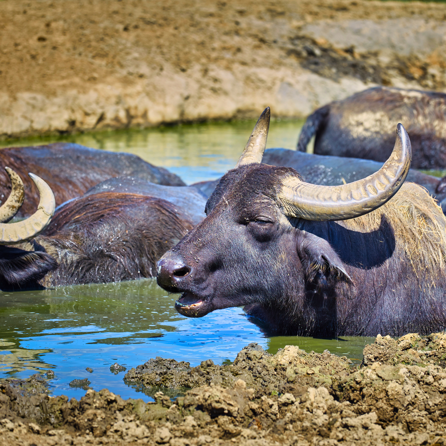 Bivaly Kolbász stark, ca 300g