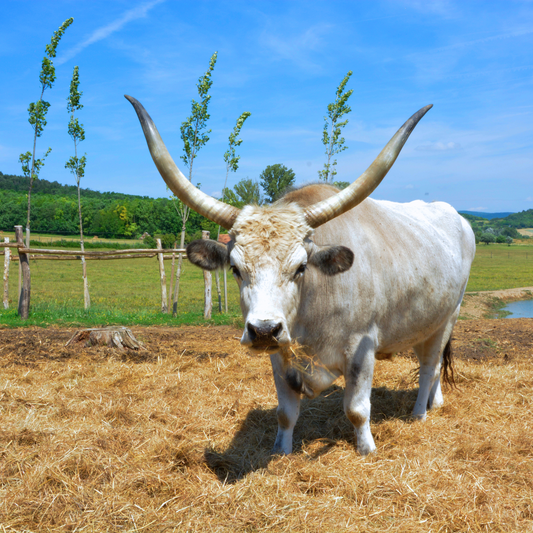 Traditionella ungerska boskapsraser