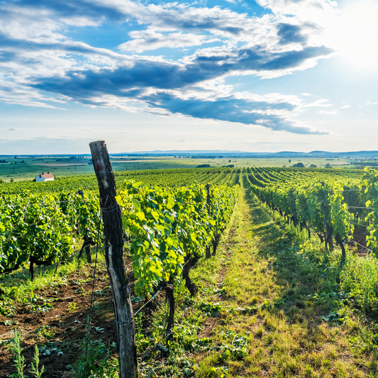 Ungerns vintillverkning – tradition, druvor och vinregioner