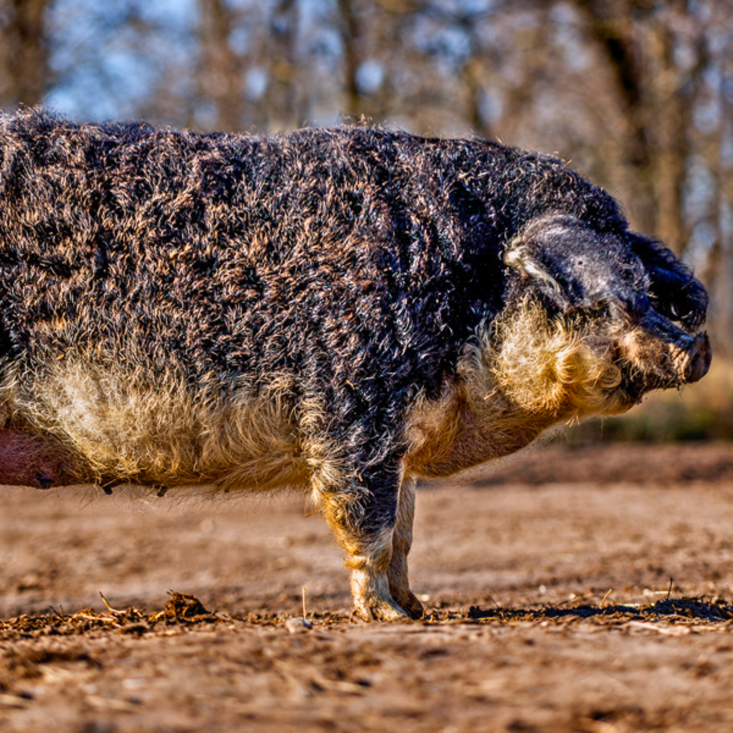 Mangalica Kolbász - stark 300g